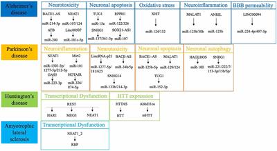 Long Noncoding RNAs in Neurodegenerative Diseases: Pathogenesis and Potential Implications as Clinical Biomarkers